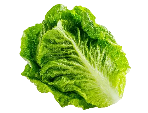 Crispy garden lettuce leaf